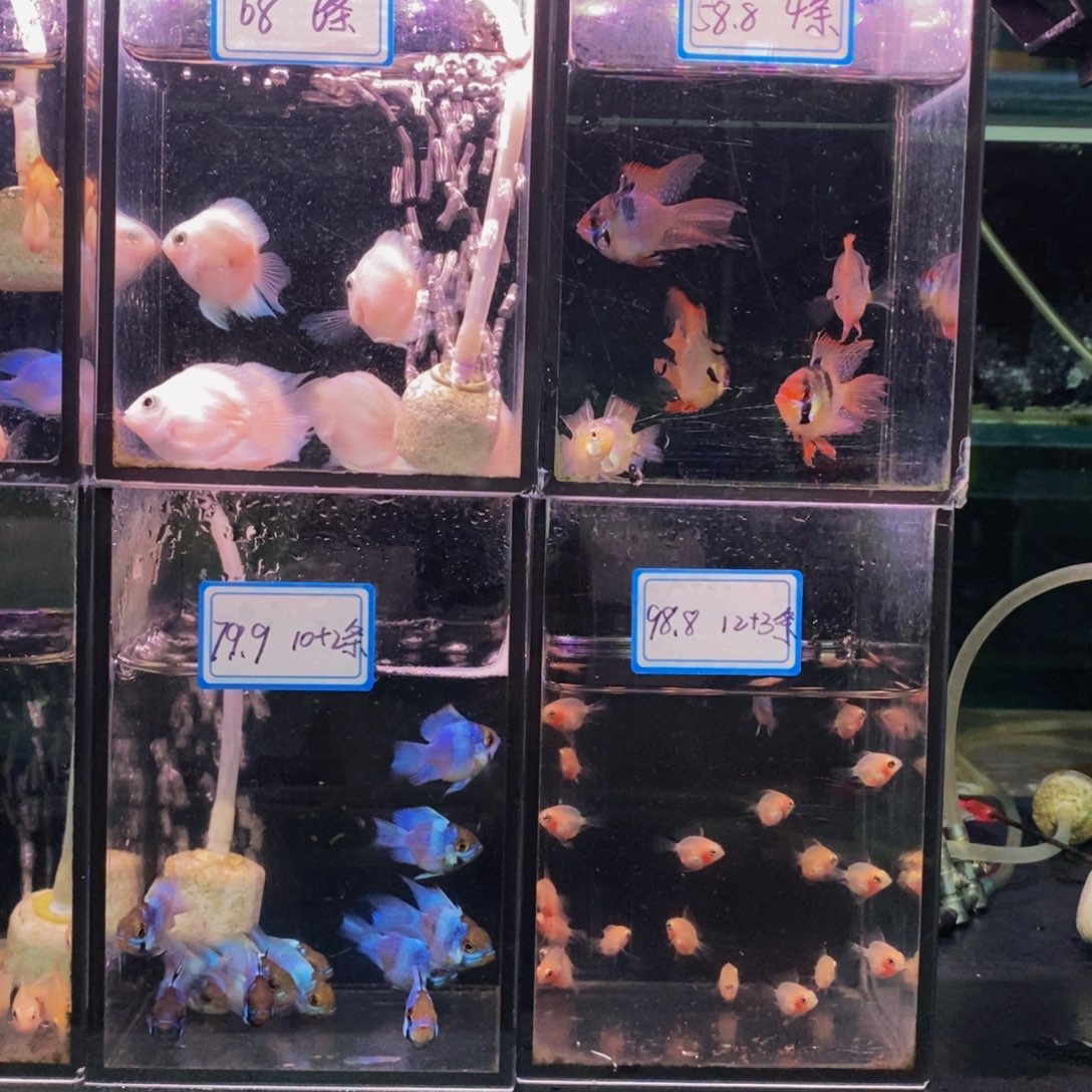 >***贺短鲷鱼荷兰四条送俩母