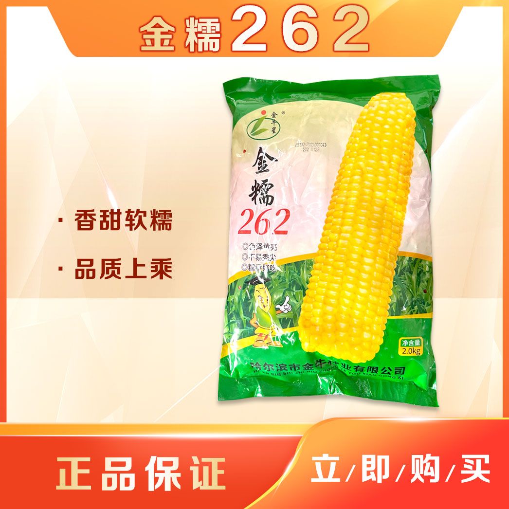 金糯262 粘玉米种子 （2KG）