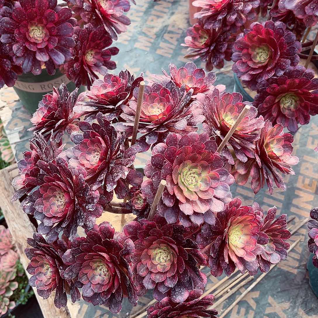 法师多肉植物f s