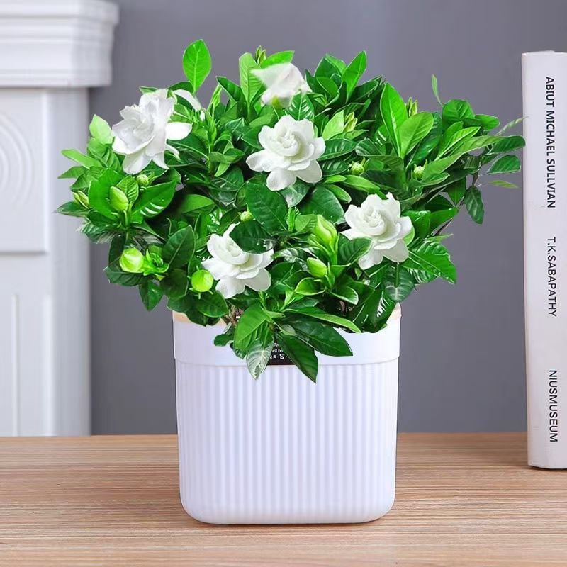 栀子花盆栽四季开花卉大花苗浓香带花苞室内阳台桌面绿植好养易活