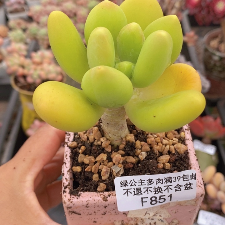 金蝉单头851多肉植物