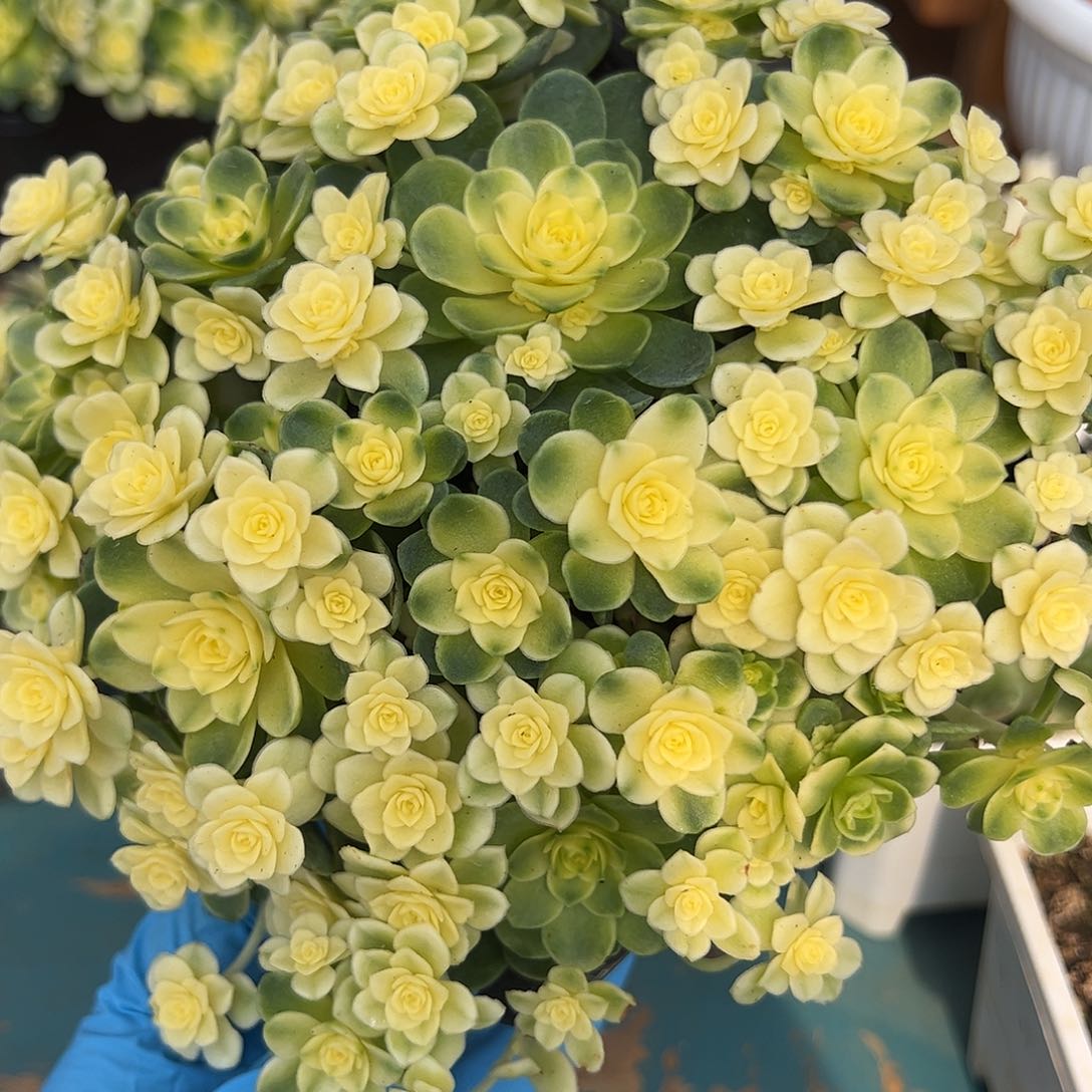 猫眼玫瑰锦，全锦