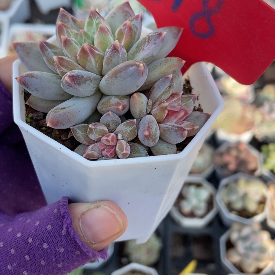818伊丽莎白多肉植物