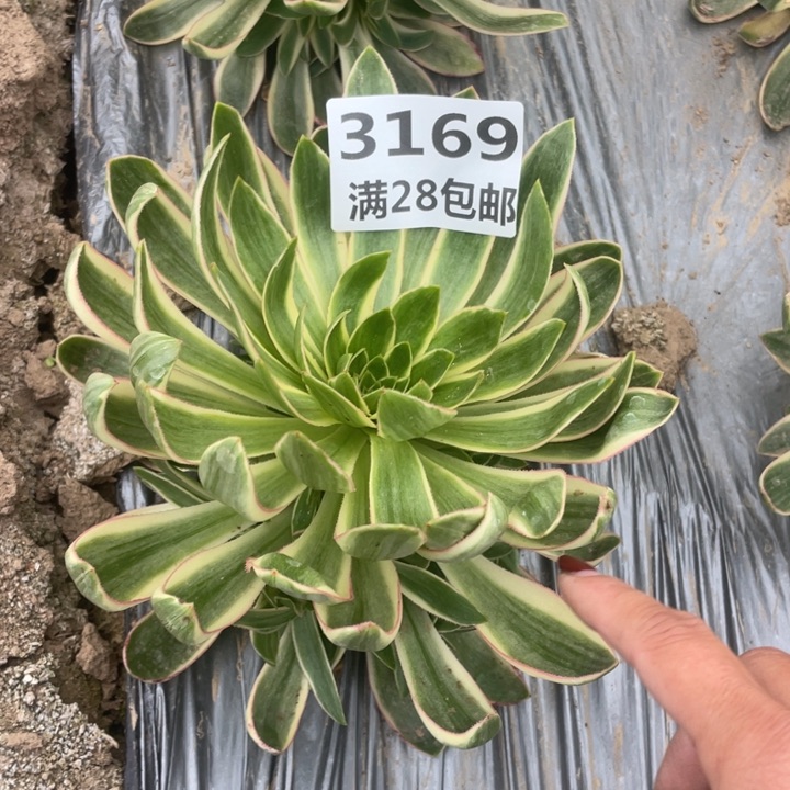 3169一号棚清莲多肉D