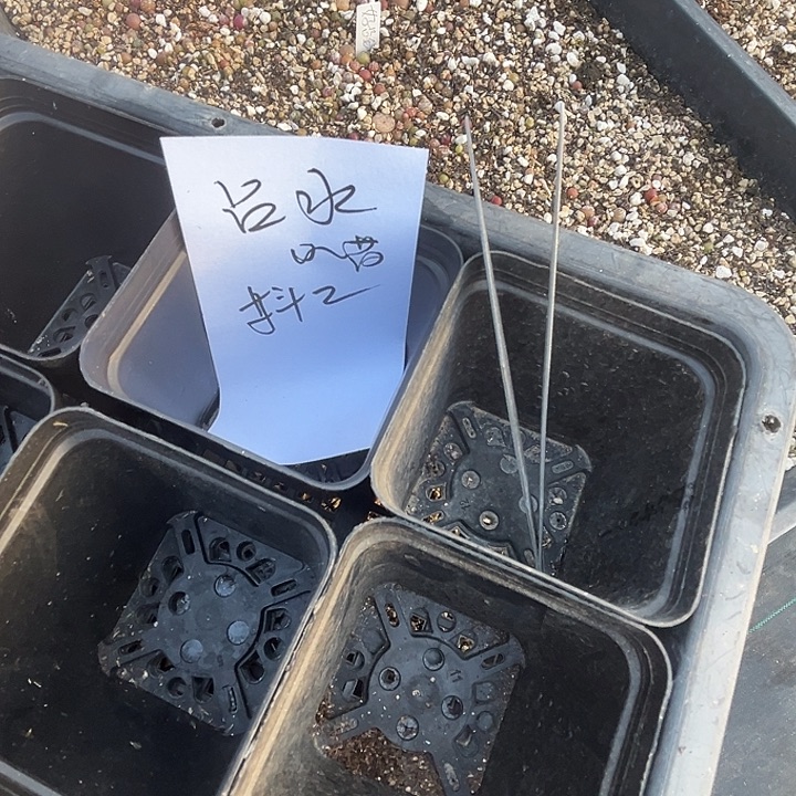 果***哟吕氏水蜜桃小喵。10颗