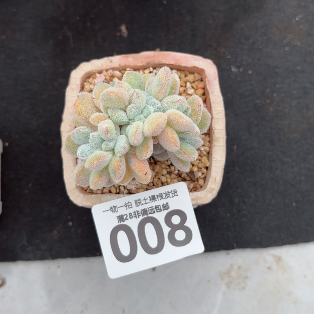 雪晃星无盆土发货