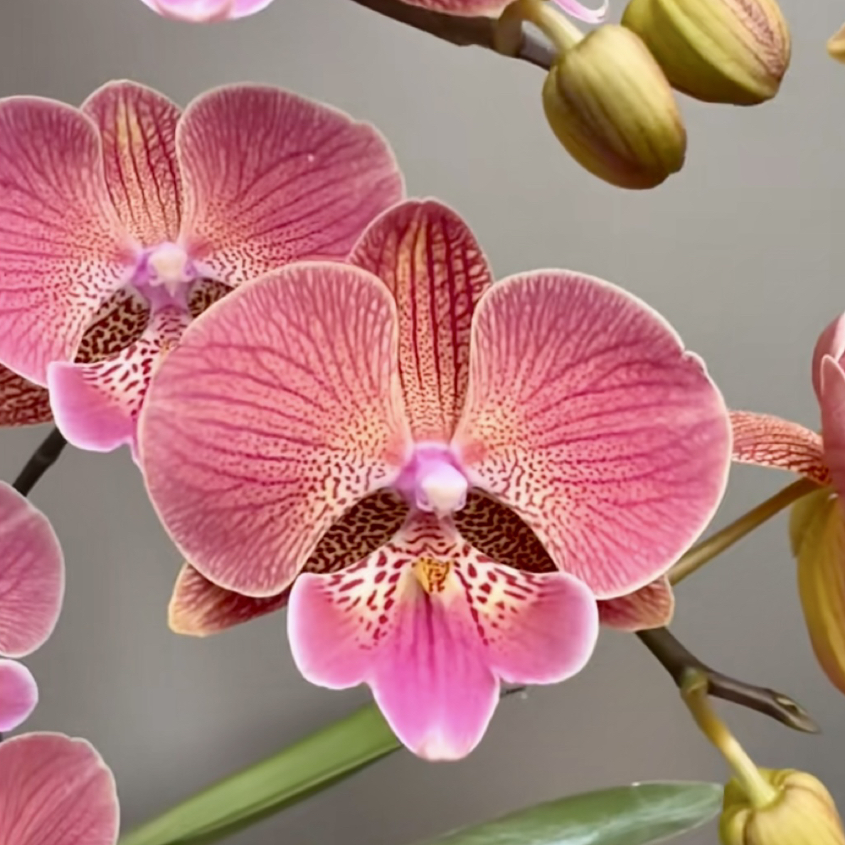 精品JB6788【美人鱼】蝴蝶兰带花室内盆栽