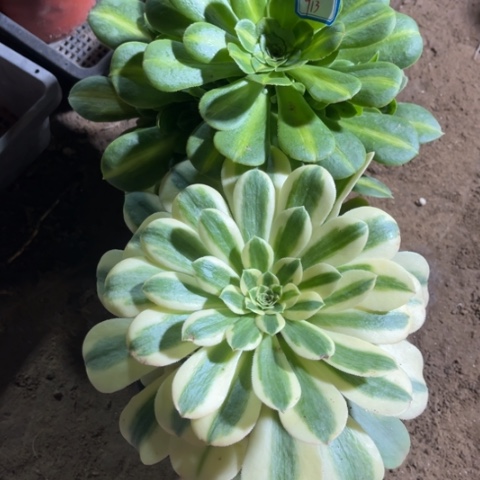 913多肉植物组合