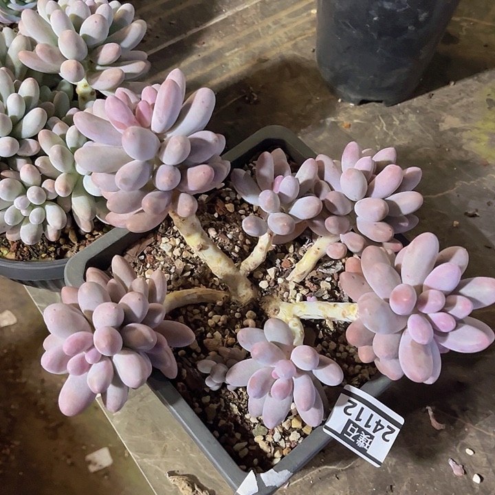 汤圆24112多肉植物