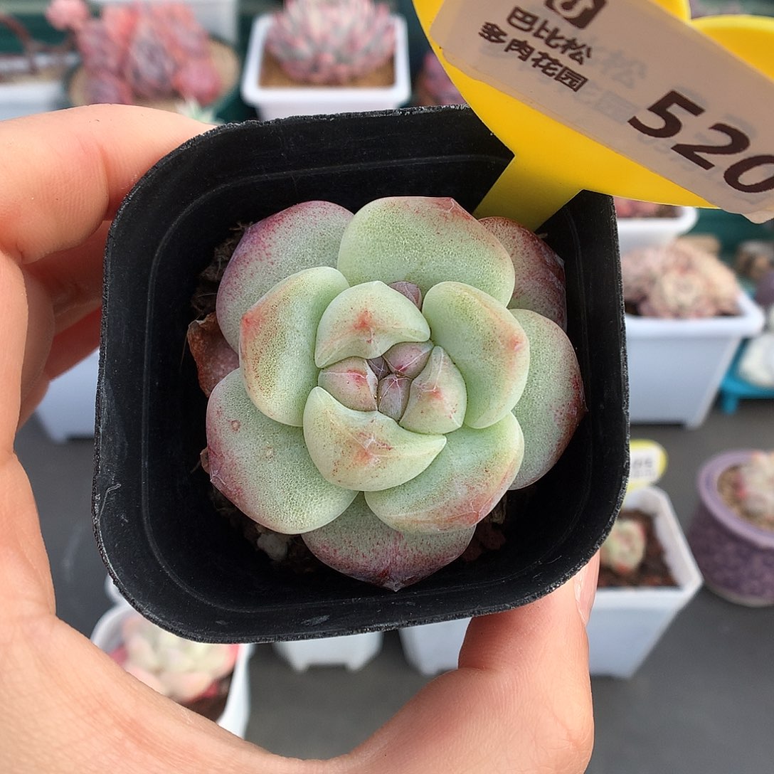 520紫心冰玉多肉植物