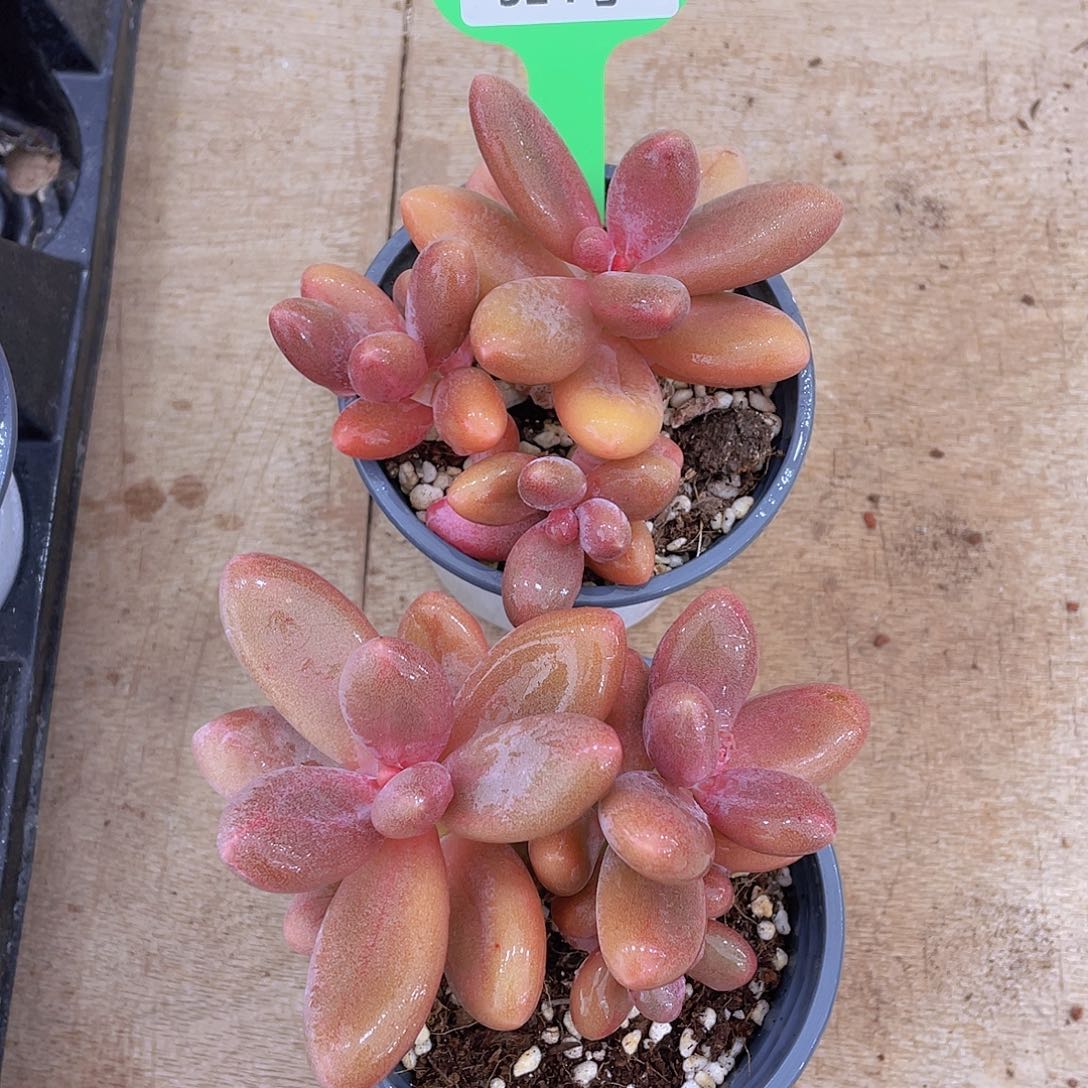 324号 糖果美人群生一个