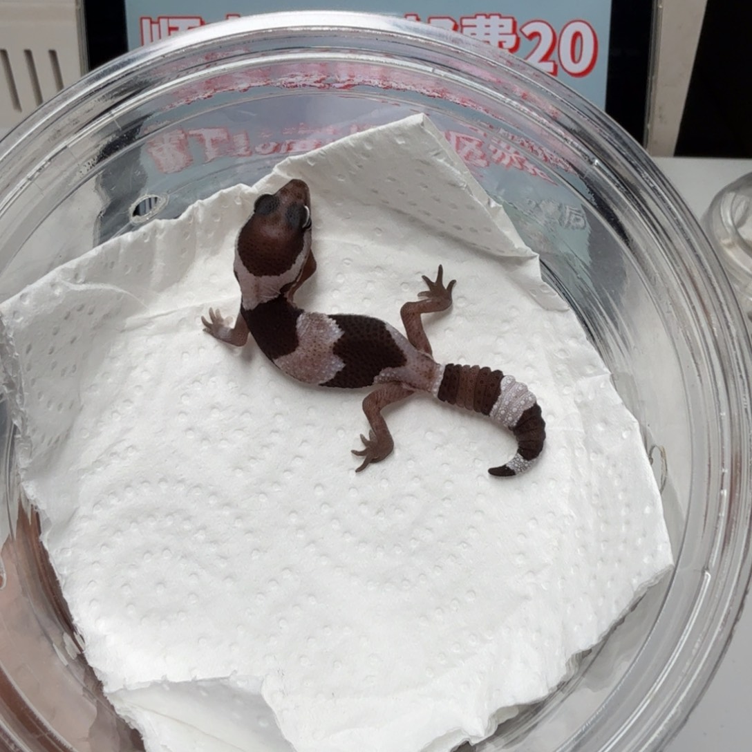 肥尾守宫奥利奥隐焦糖幽灵祖鲁妹妹