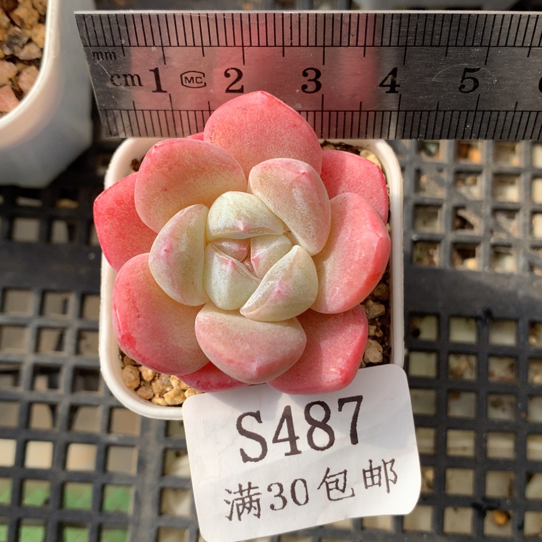 487。小脸糖心冰玉。满30包邮。