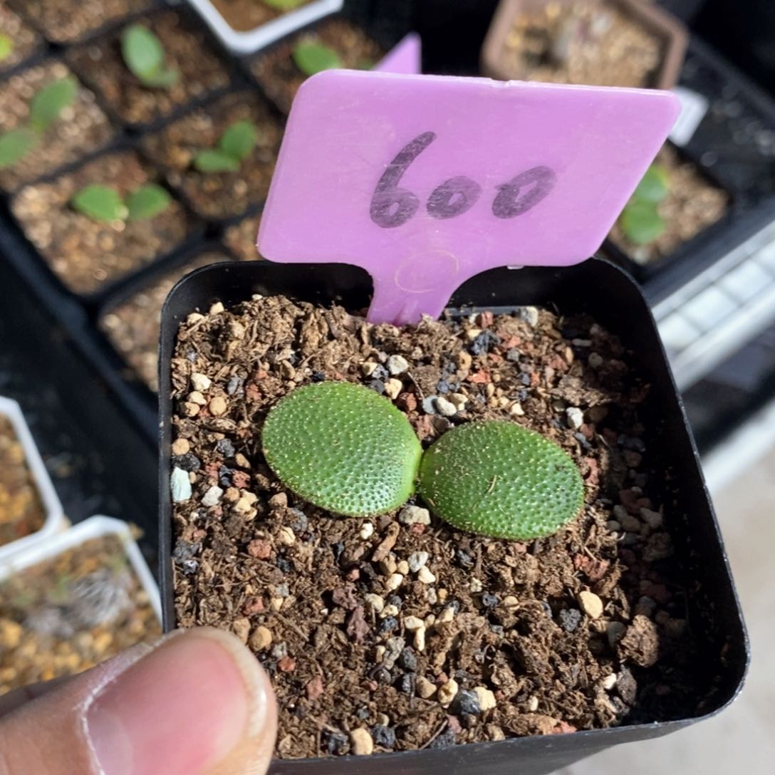 钢锉多肉植物一个