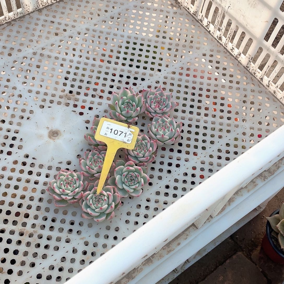 喆***肉1071九个一组多肉植物