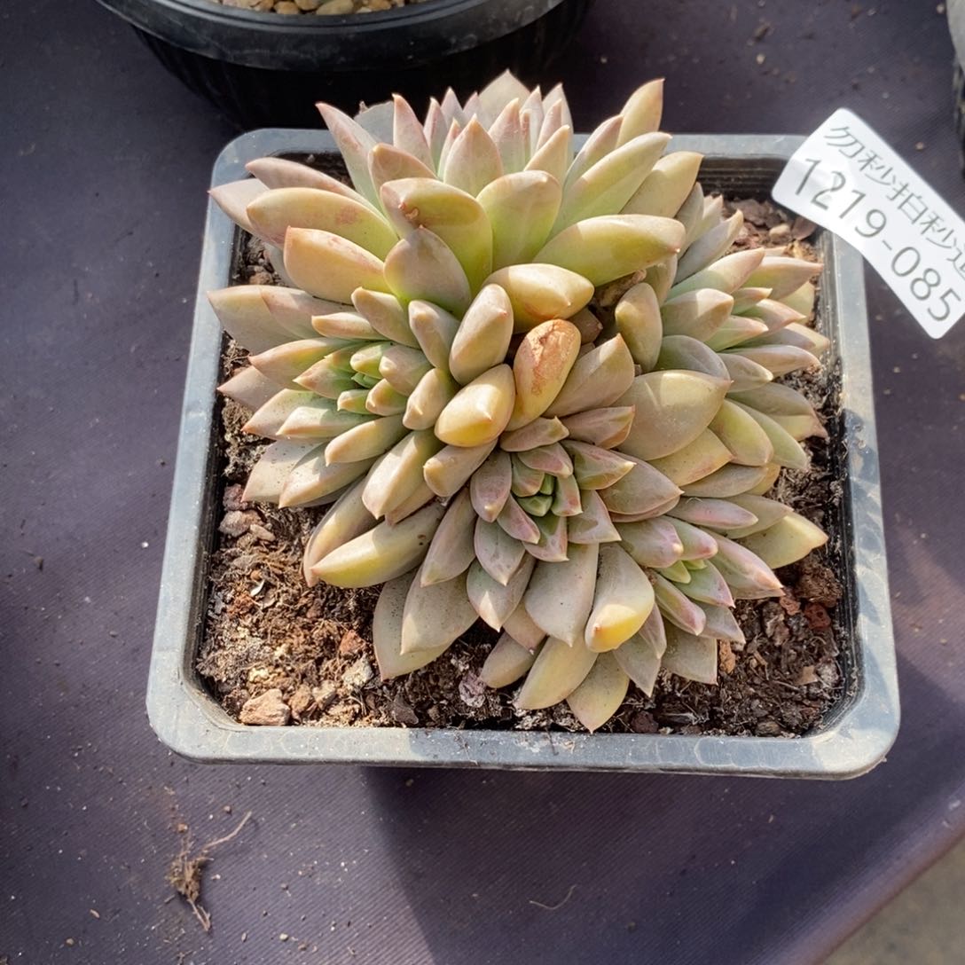 两单包邮1219-85美人