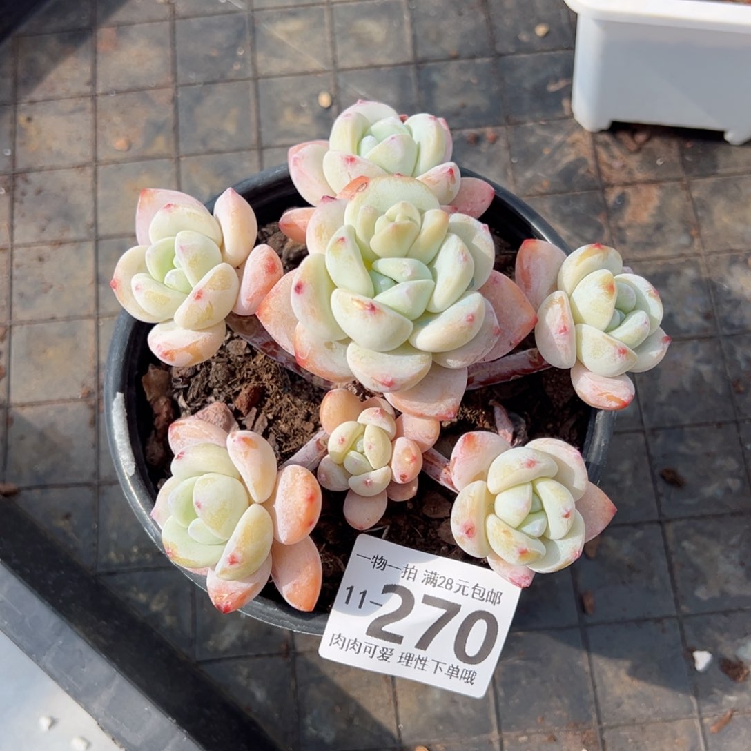 冷香多肉多肉多肉多肉