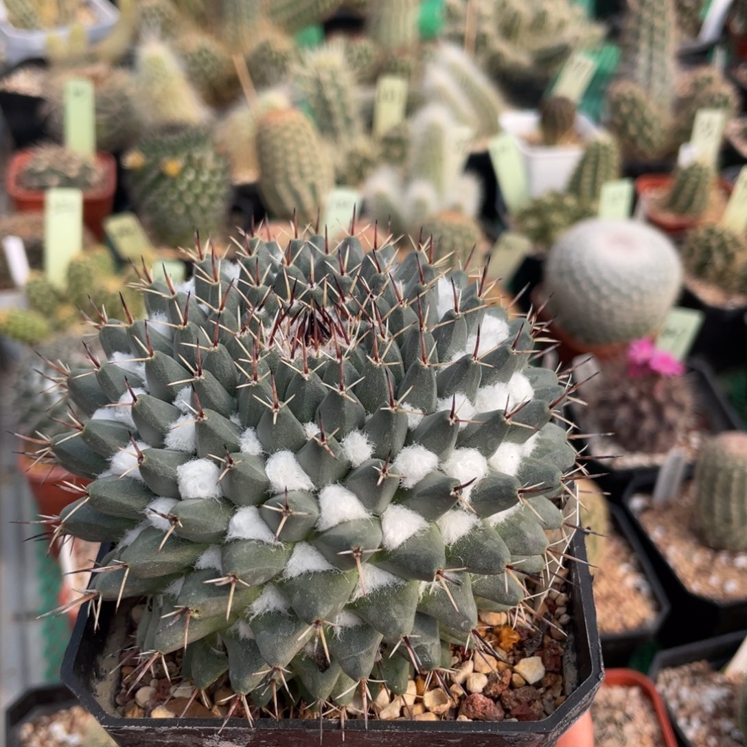 鹿角柱实生仙人球深绿丸