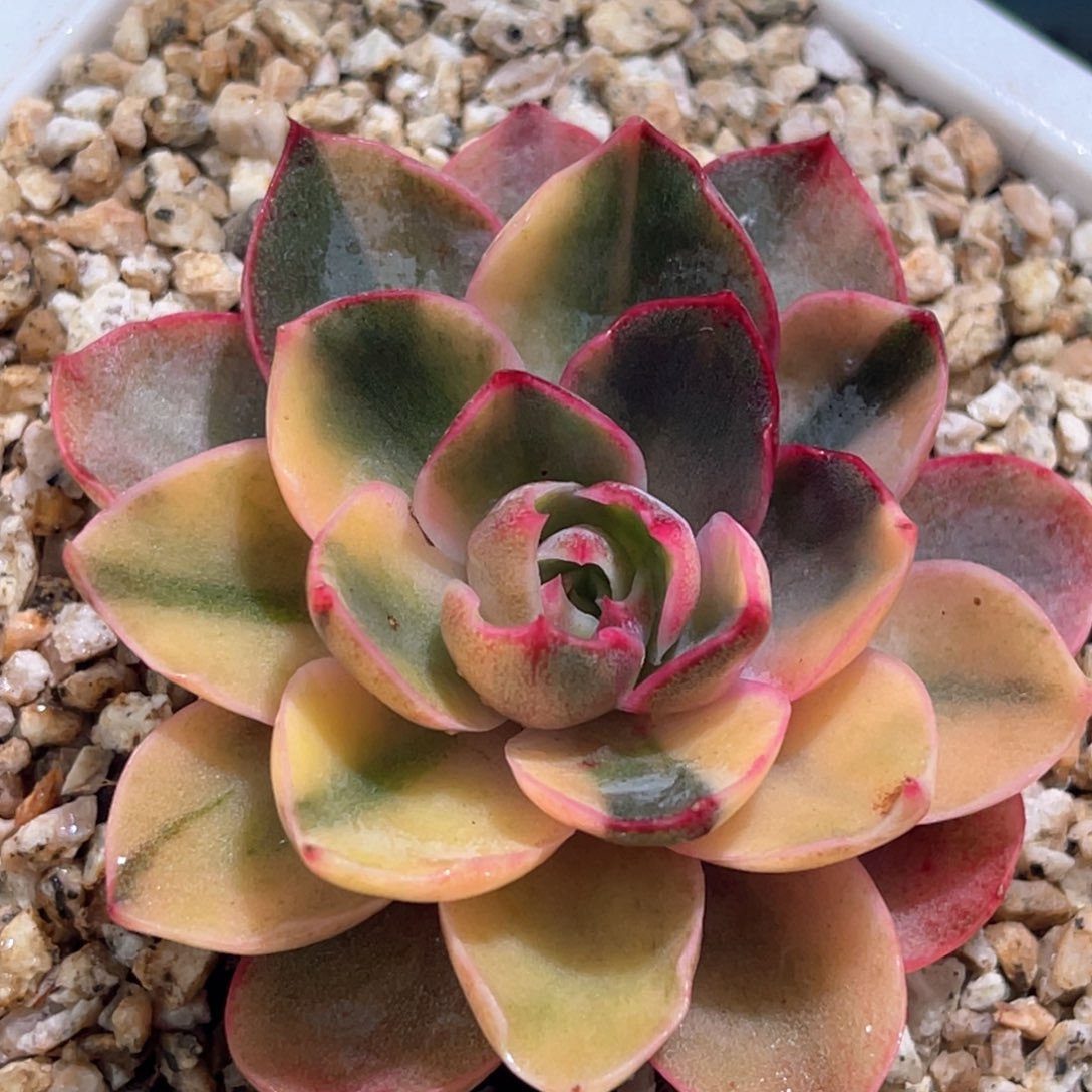 多肉特价赫拉锦7021