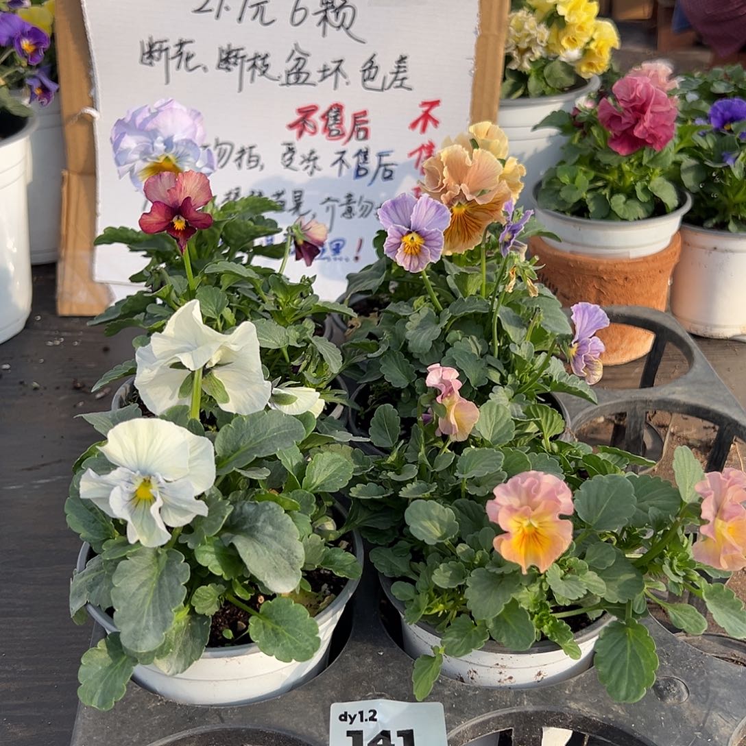大部分花苞少量开放141号