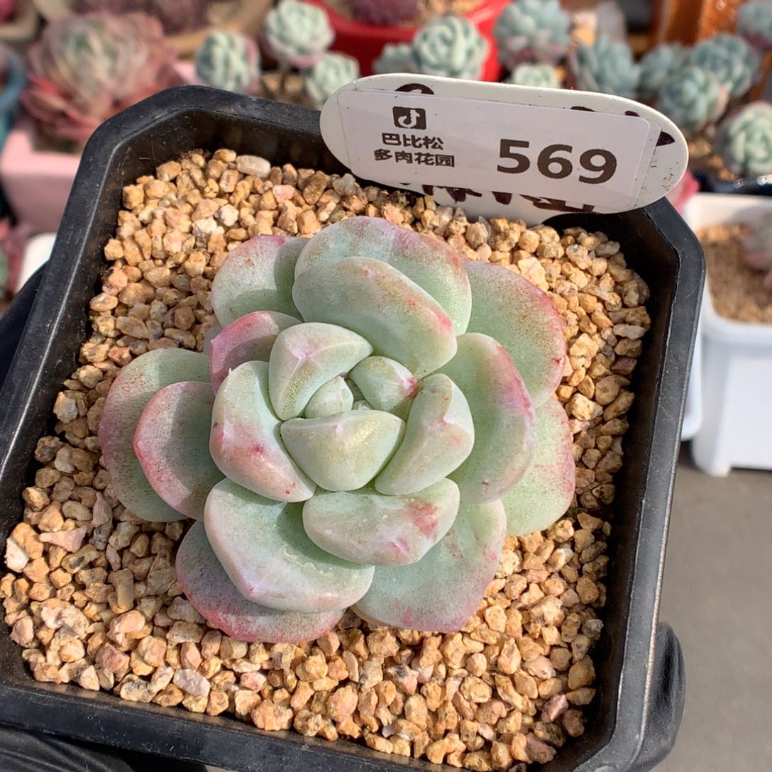 569 冰玉石化多肉