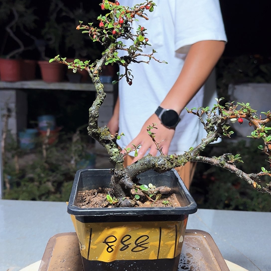 无花朵白花栒子白花栒子