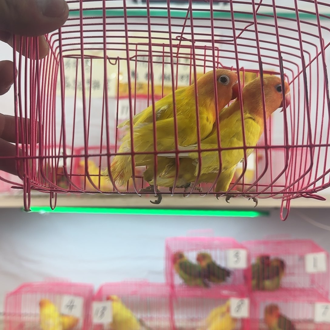 李***凉桃脸牡丹鹦鹉一物一拍