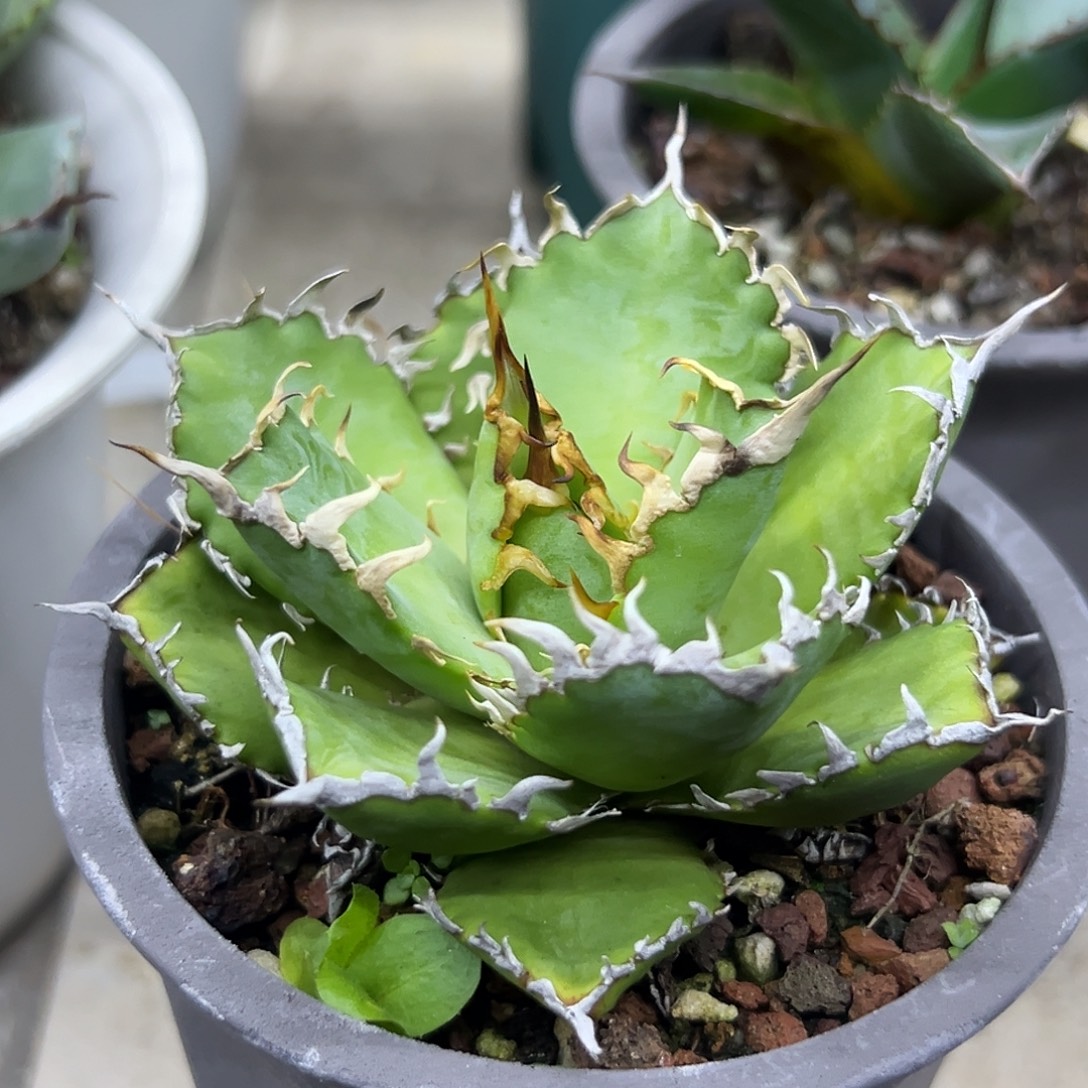 沪***）蕾丝一物一拍偏远不包邮