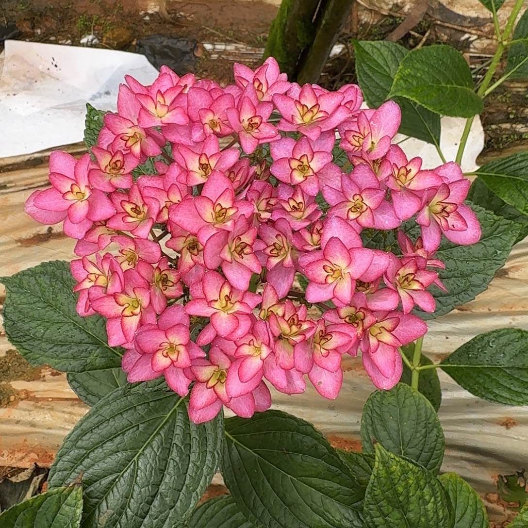 146 号！3支起顺丰空运包邮