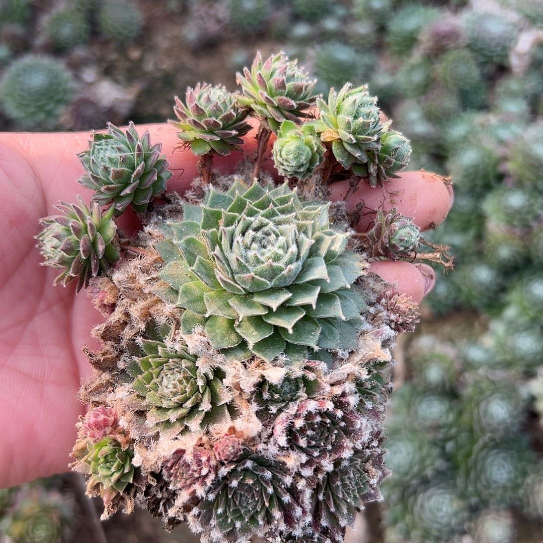 多肉植物天鹅绒群