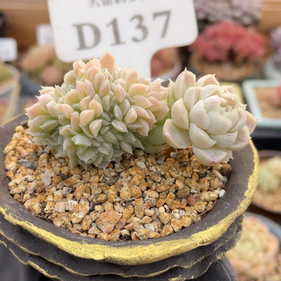 137 白月影缀 7.5厘米 不带盆