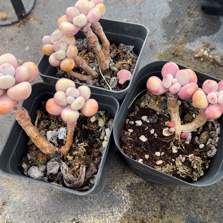 桃蛋三盆多肉植物13