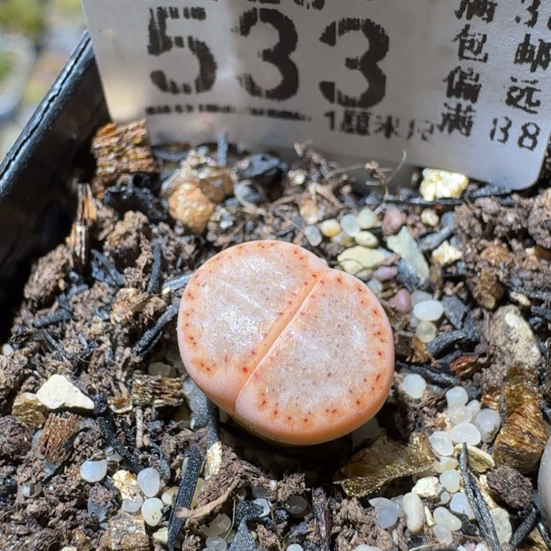 Sss清仓大放送533