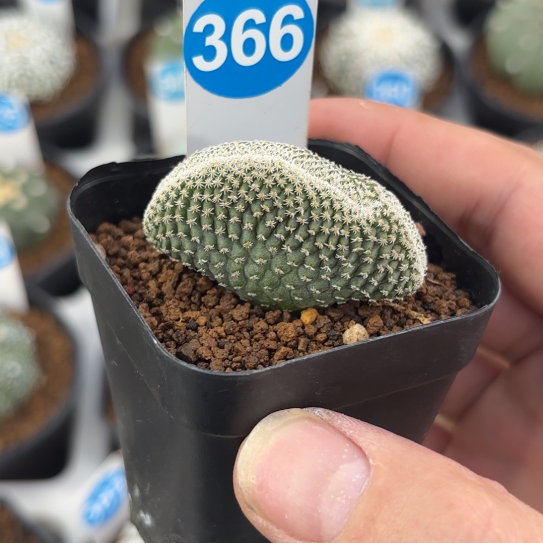 366实生菊水缀化带盆带土