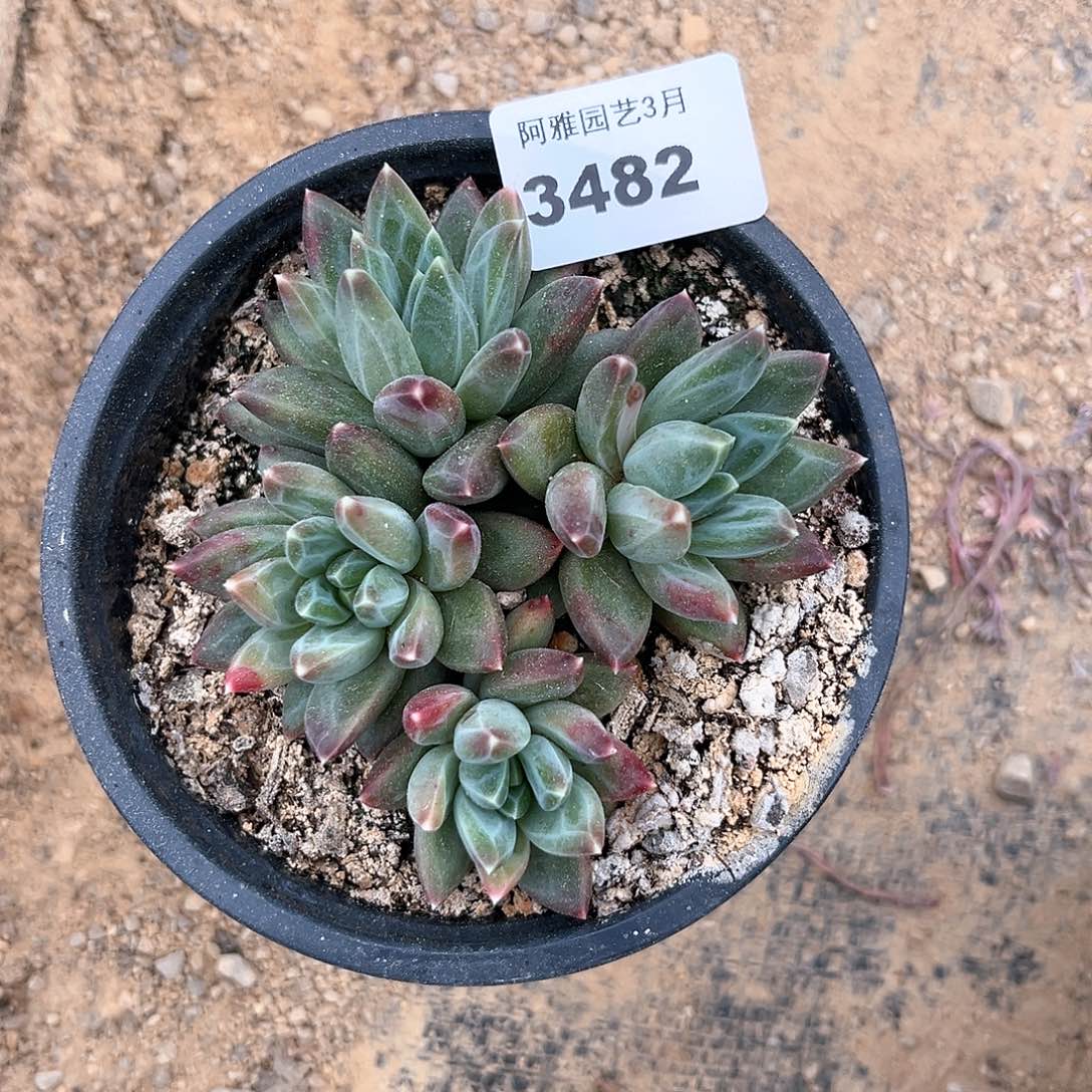 阿雅园艺。    3482