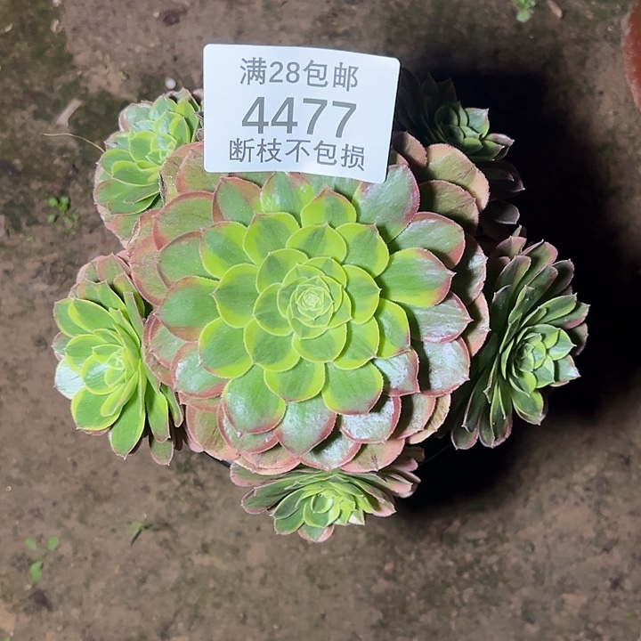 4477奶白锦多肉植物