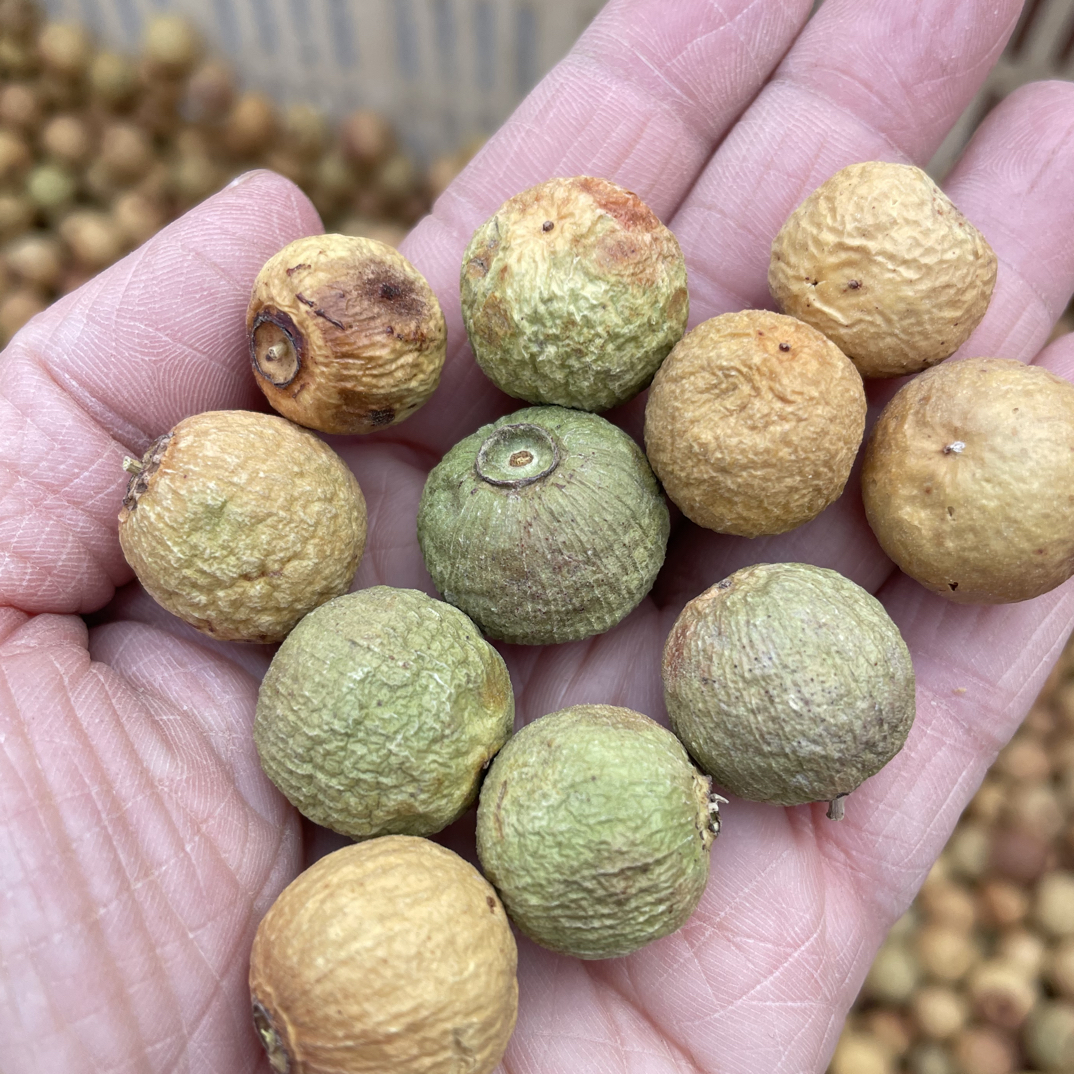 干果凤眼菩提原料带皮【19-22mm】去皮尺寸有差异200克重