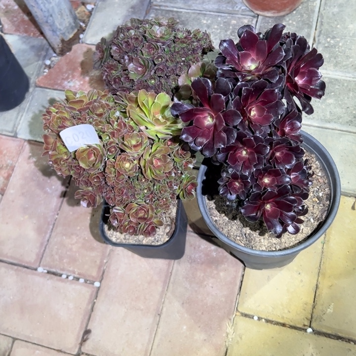 209缀化组合多肉植物