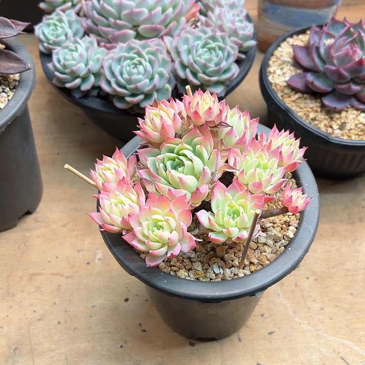 多肉植物，三色景