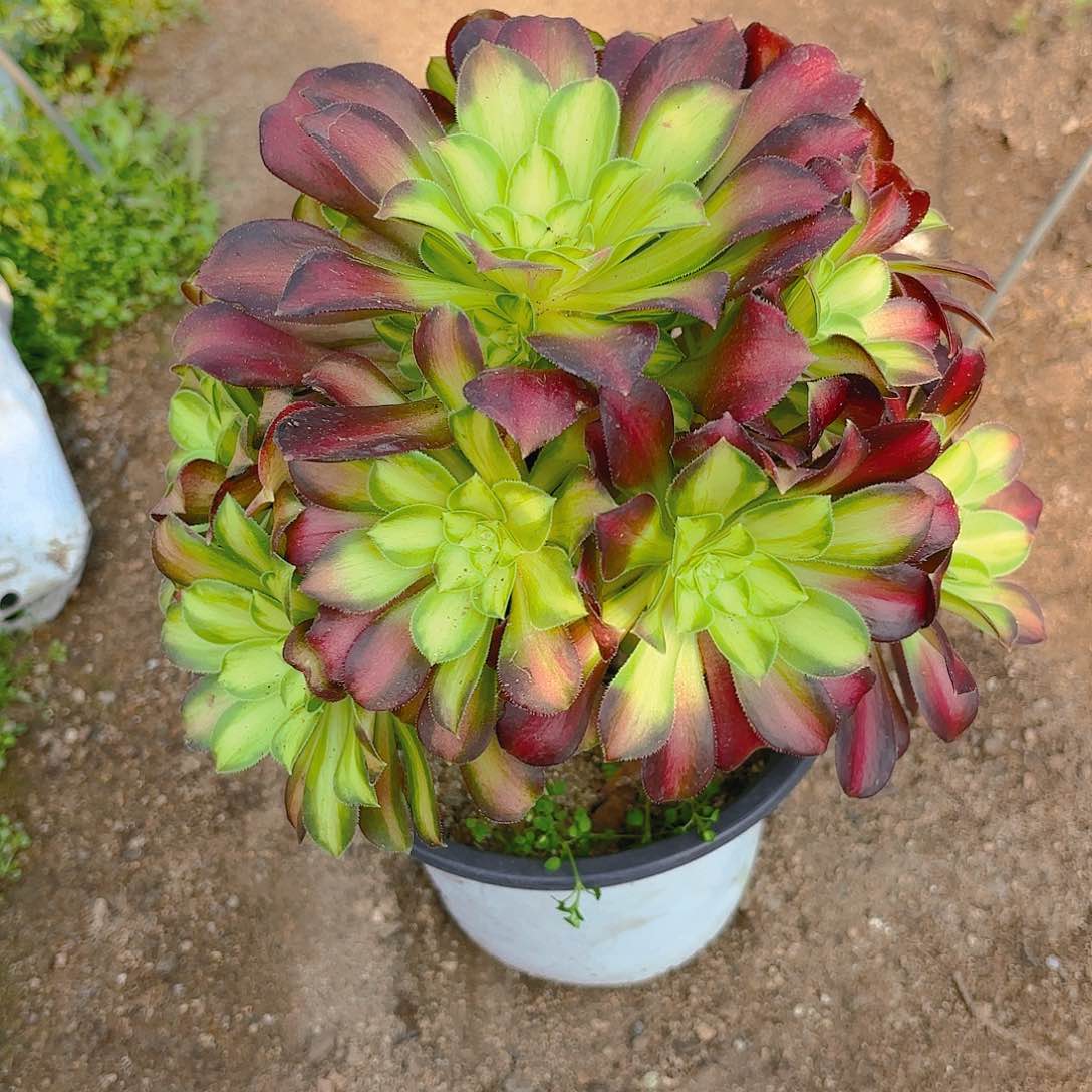 韶华手捧老庄多肉植物