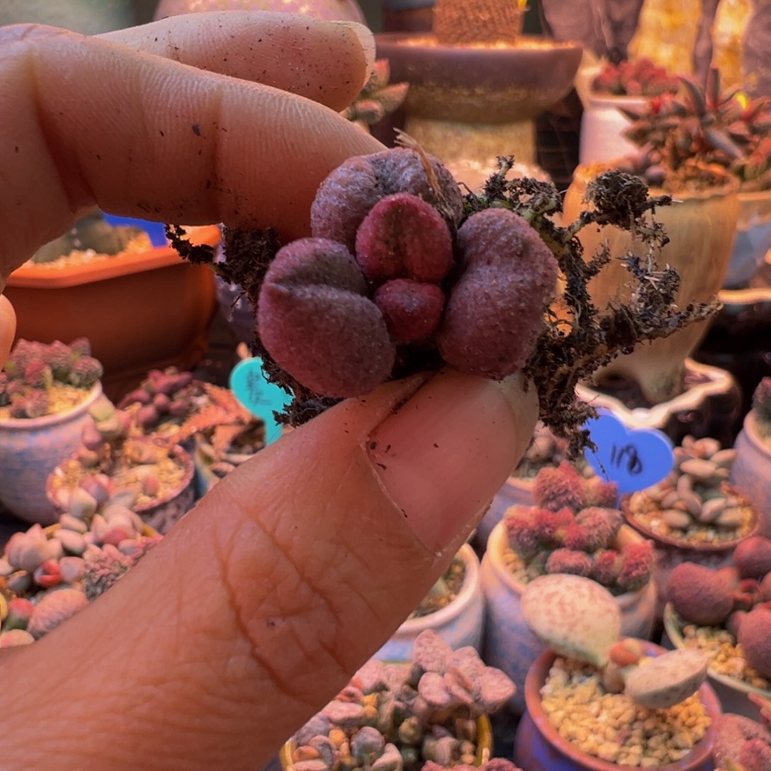 简***单一物一拍，感谢支持