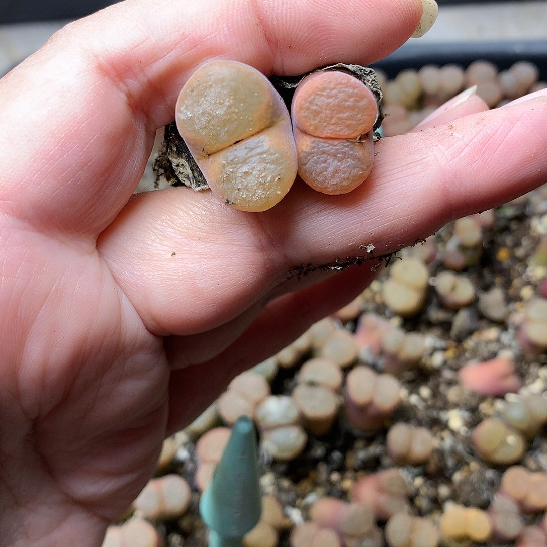 忘*K45多肉植物保护研究所