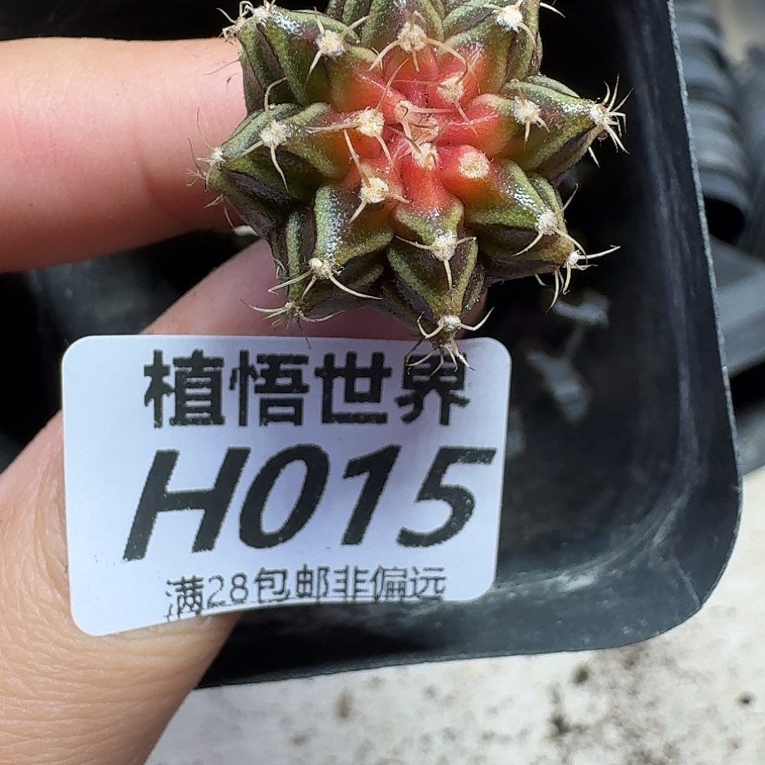 多肉植物的润泽fhhj