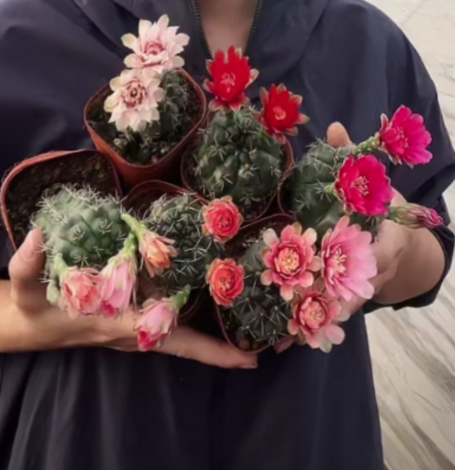 二妹园艺【6颗 小绯花玉  实生根】满18包邮脱土随机发货