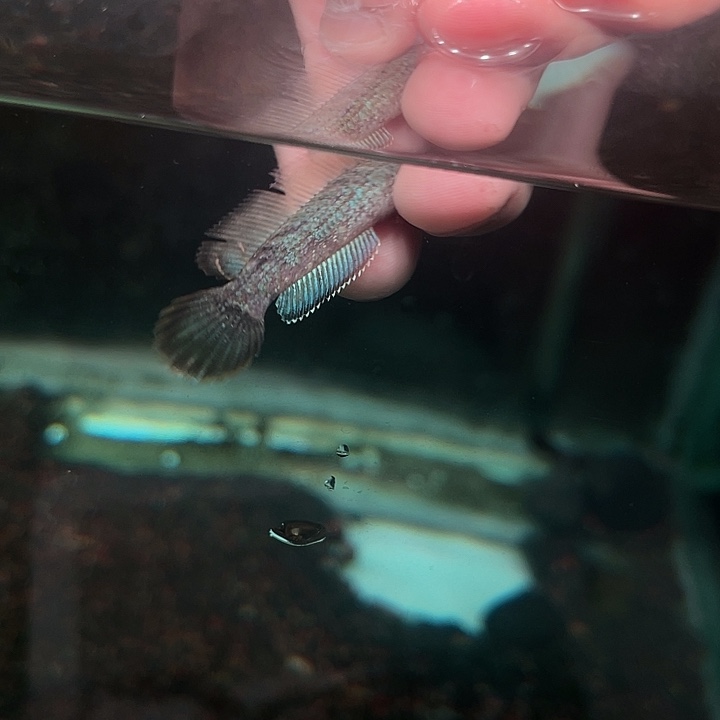 海水鱼酒红雷龙1111