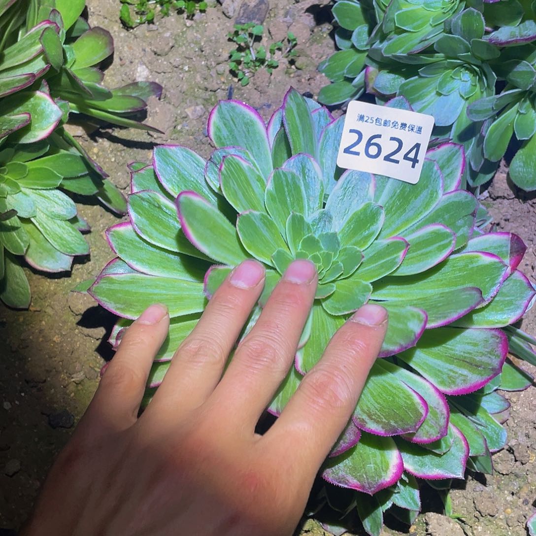 2624万花筒多肉植物