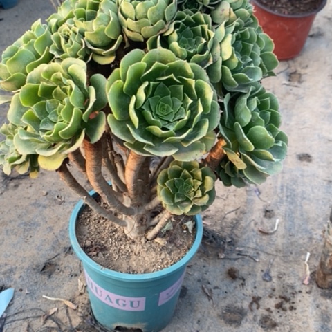 绿玫瑰断枝32多肉植物