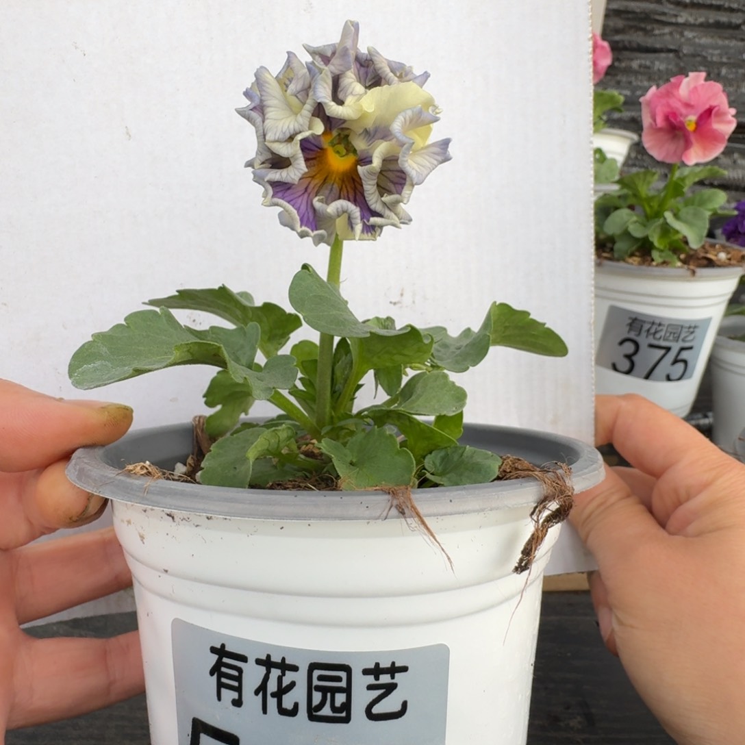 无花朵542号角堇