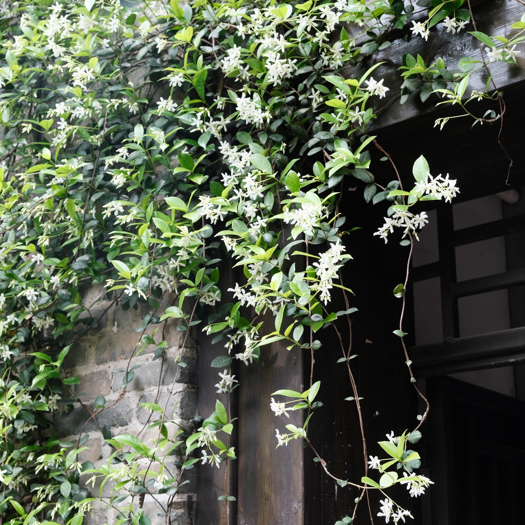 风车茉莉垂丝茉莉室内耐阴好养长花序版开花期长花卉植物