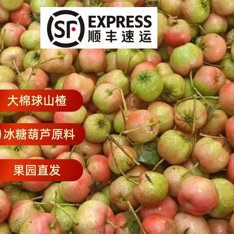 【王美丽专属】2025新鲜山楂果大棉球现摘现发冰糖葫芦原料大框